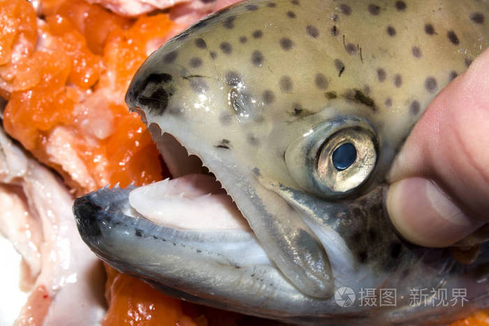 张开嘴的鳟鱼头鳟鱼鳟鱼的牙齿