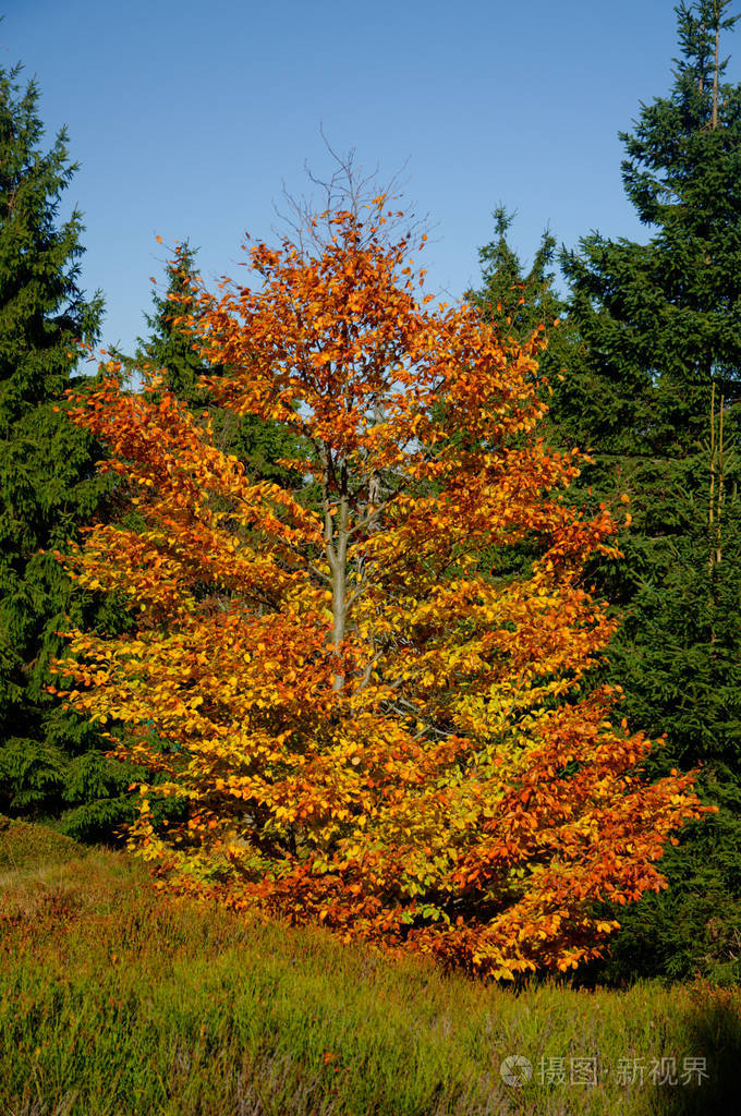 榉树欧洲山毛榉或普通山毛榉是属于山毛榉科的落叶树秋叶