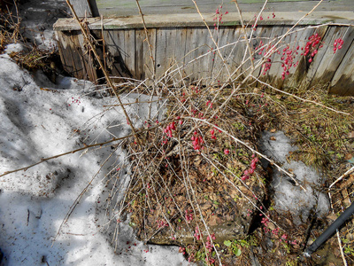 春天的开始，把冰雪上的冰壳拉起来，农村，解冻的灌木丛中的树枝