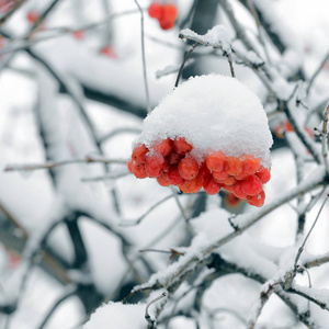 雪中的振动。 美丽的冬天