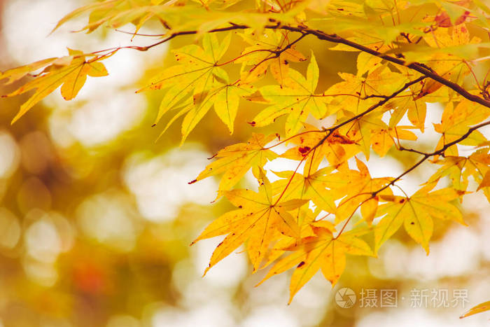 枫叶树枝在美丽的秋天在nikko与五颜六色的树木. 日本枫叶秋天的颜色.