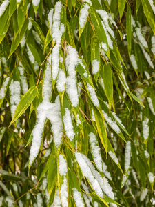 被白雪覆盖的花园竹叶