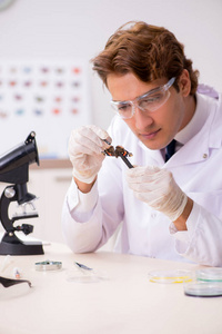 镊子野生研究新蝴蝶种类的科学家昆虫学家照片