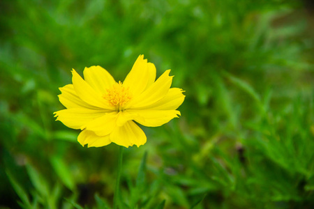 阳光明媚的花园里的黄花