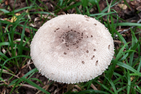 蘑菇是腐生植物，破坏了森林的木材，创造了大自然的栖息地。