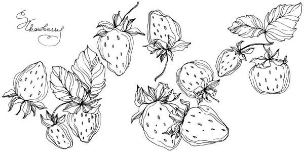 向量草莓果.黑白雕刻水墨艺术.被隔绝的草莓例证元素照片