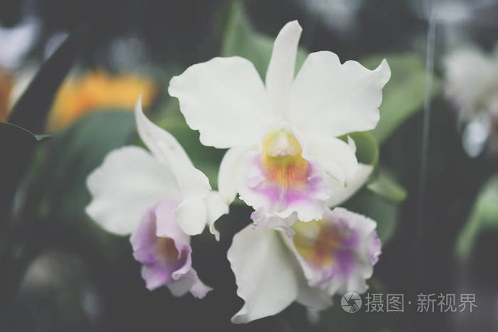 花 兰科或兰花花 白色和紫色自然美丽的花在花园里照片 正版商用图片16q29d 摄图新视界 花 兰科或兰花花 白色和紫色自然美丽的花在花园里照片 正版商用图片16q29d 摄图新视界
