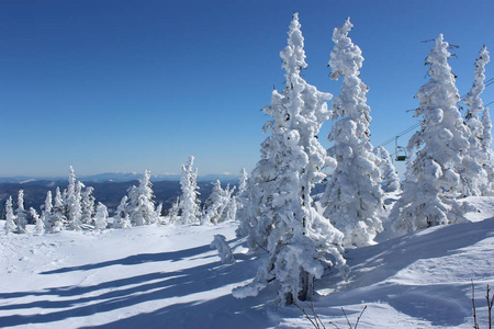 美丽的冬季景观，白雪覆盖的树木。 山肖里亚。 谢雷格什。 俄罗斯