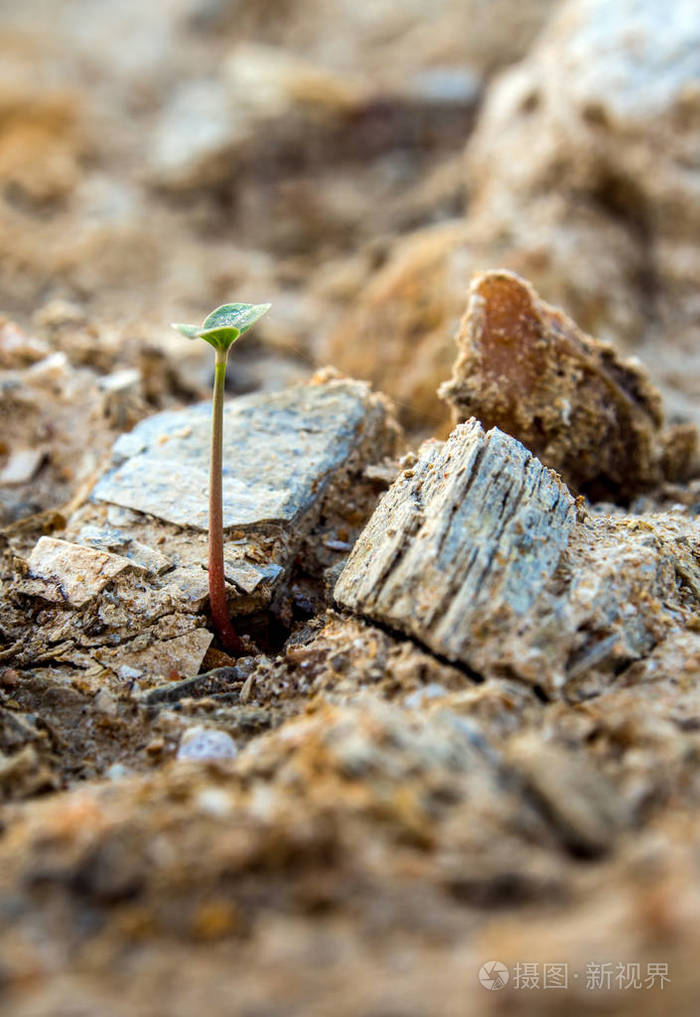 小种子发芽落基山土壤