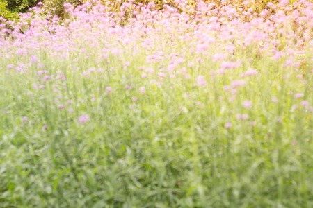 模糊的彩色绿茵花，草地，春天的自然背景，图形和卡片设计