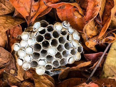 s nest on autumn leaves