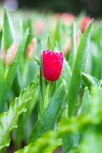 彩色郁金香花草甸春天自然背景图卡设计