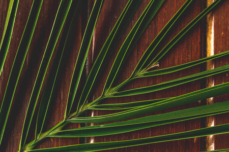 木背景上的棕榈树枝。 热带纹理和背景。 棕榈树的质地