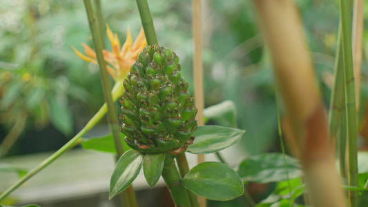 Genofond图片 Genofond素材 Genofond插画 摄图新视界