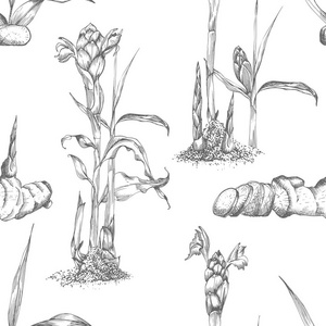 无缝图案手工绘制的姜根生活和花的黑色分离在白色背景。 复古平面设计植物素描雕刻风格。 矢量图。