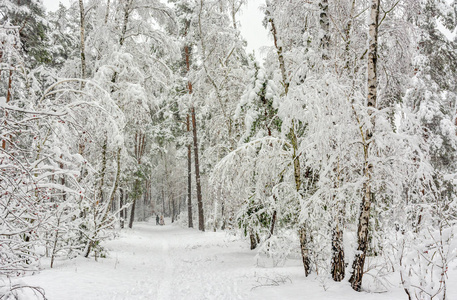 森林。 冬天。 白雪覆盖的树。 漂流。 冷冷的。 美丽。