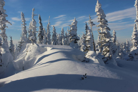 美丽的冬季景观，白雪覆盖的树木。 山肖里亚。 谢雷格什。 俄罗斯