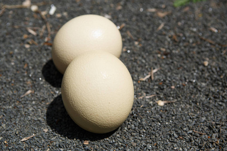 欧芹鸸鹋欧芹美味的有机的牡蛎蘑菇同样地背景tough bird eggshell