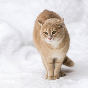 宠物。 在下雪的天气里，外面的冬天里，一只红猫坐在雪堆里。