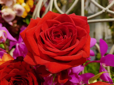 红玫瑰和其他五颜六色的花装饰在花丛中