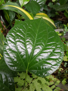 花园中的绿茶胡椒叶