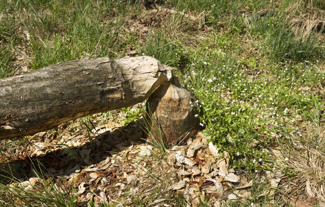 海狸树损伤一棵被海狸嚼过的树被海狸砍倒的树海狸砍树被树海狸咬了.