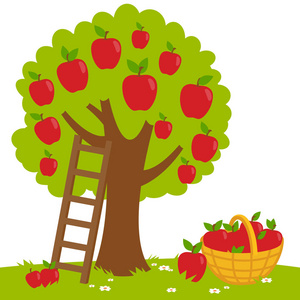 一棵苹果树的矢量图，一个梯子和一个篮子，里面有收获的苹果。