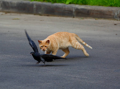 红猫在人行道上捕猎鸽子图片