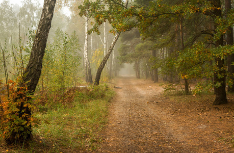 森林。雾。秋叶。秋色。