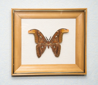 木架上的大蝴蝶，孤立的，宏观的，孤立的夜蝶算盘图谱