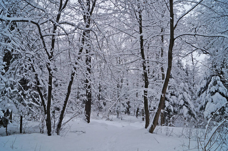 寒假期间，一片白雪覆盖的冬林