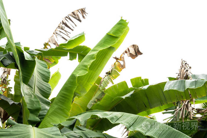 绿色香蕉叶绿色热带树叶纹理分离在白色背景文件与裁剪路径