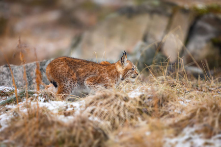 在初冬, 重点关注的欧亚山猫在森林里默默行走