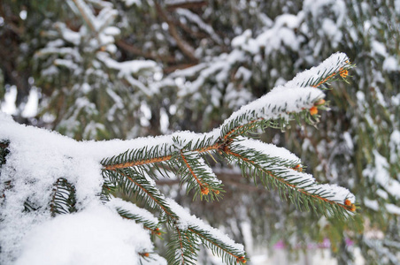 冬天的一天，蓝云杉树枝覆盖着雪