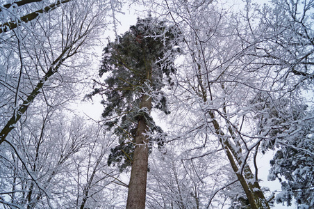 寒假期间，一片白雪覆盖的冬林