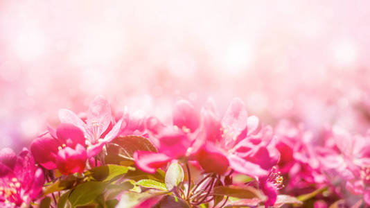 春天背景粉红色的花。 美丽的自然景象，盛开的树和太阳