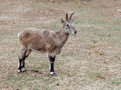 被吓到羊被囚禁的蓝羊照片