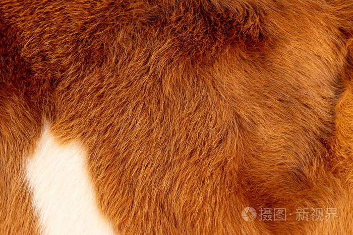 牛毛棕色金黄色白色背景和质地