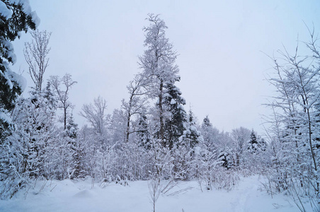 寒假期间，一片白雪覆盖的冬林