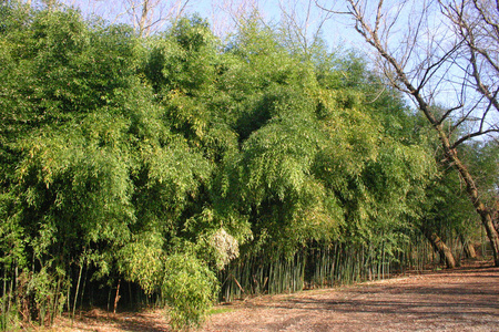 美国新泽西州郊区的竹丛照片