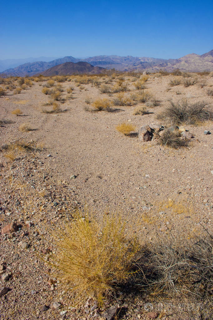 美国加州死亡谷国家公园沙漠植被