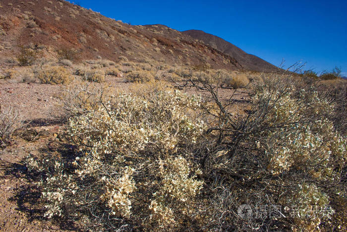 美国加州死亡谷国家公园沙漠植被