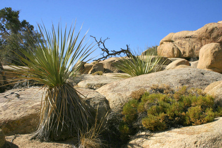 攀岩乔舒亚树大石头尤卡布莱维菲利亚莫哈维沙漠乔舒亚树国家公园加州