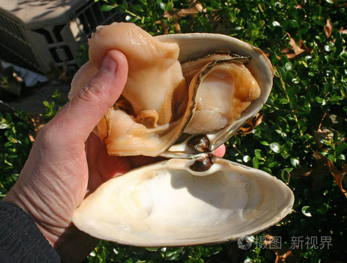 手中的大蛤蜊软体动物肉用来捕鱼