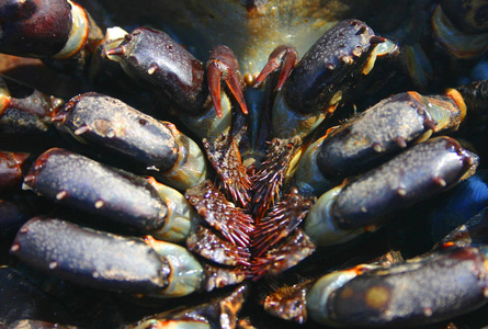 雌性马蹄蟹()照片