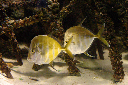 新泽西和费城坎姆顿奥凯纳米鱼海洋水族馆美丽的鱼