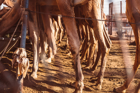 阿联酋当地骆驼市场