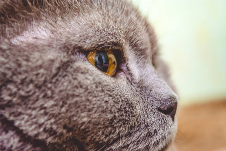 纯种动物和成年灰色短毛英国猫, 眼睛黄色。可爱的小猫