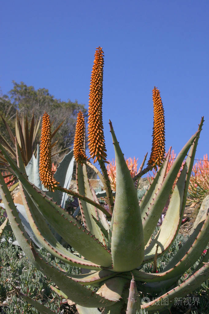 加州太平洋卡特琳娜岛的一个花坛里有多汁的开花植物芦荟草