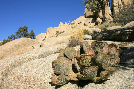 岩石攀登隐藏的山谷，大岩石，刺梨，仙人掌，仙人掌，沙漠，约书亚树，国家公园，加州